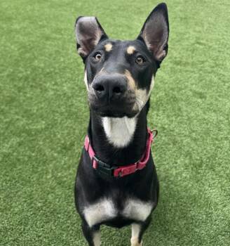 SKIPPER -  Mixed Breed Dog for Adoption in Palmetto, Florida - SKIPPER | PetCurious