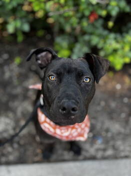 Rescue Labrador Retriever Dogs for Adoption in Southaven, Mississippi - ROCSO | PetCurious