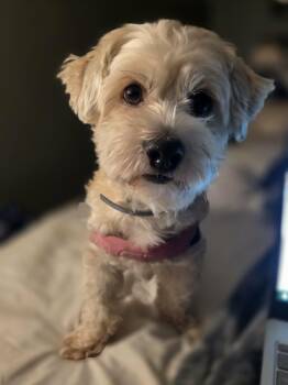 Allison Catherine (Allie) -  Havanese Dog for Adoption in Port Orange, Florida - Allison Catherine (Allie) | PetCurious