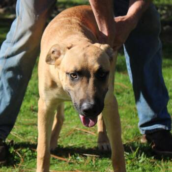 Rescue Shepherd Dogs for Adoption in Weaverville, California - Holmes | PetCurious