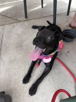 Willow -  American Bully Dog for Adoption in Wake Forest, North Carolina - Willow | PetCurious