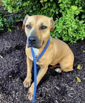 Rescue Black Mouth Cur and Mixed Breed Dogs for Adoption in Knoxville, Tennessee - Demi | PetCurious