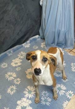 Deb -  Terrier Dog for Adoption in Lacon, Illinois - Deb | PetCurious
