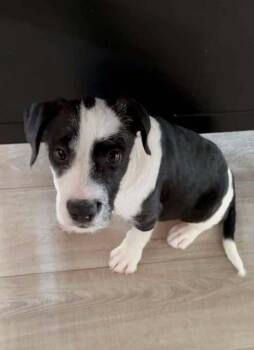 Sherlock -  Terrier Dog for Adoption in Colorado Springs, Colorado - Sherlock | PetCurious