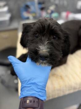 Baked Beans -  Standard Poodle Dog for Adoption in Sacramento, California - Baked Beans | PetCurious