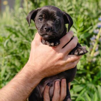 Alfalfa -  Mixed Breed Dog for Adoption in Jackson, Wyoming - Alfalfa | PetCurious