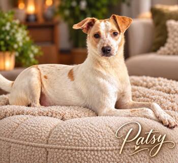 Patsy -  Australian Cattle Dog Blue Heeler and Jack Russell Terrier Dog for Adoption in Irving, Texas - Patsy | PetCurious