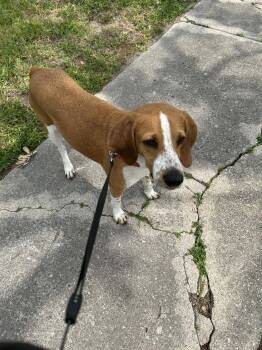 Rescue Hound Dogs for Adoption in Ocean Township, New Jersey - Mabel- A Houndy Spirit | PetCurious