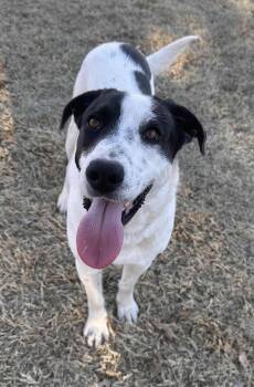 Rescue Mixed Breed Dogs for Adoption in Warr Acres, Oklahoma - Harley | PetCurious