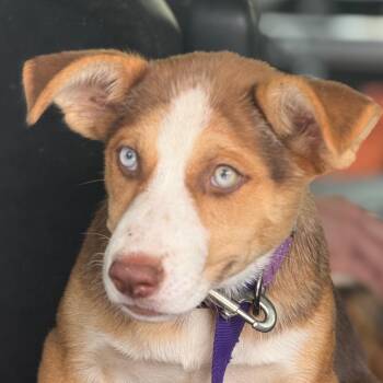 Tori -  Mixed Breed Dog for Adoption in Park City, Utah - Tori | PetCurious