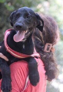 Samar -  Mixed Breed Dog for Adoption in Groveland, Massachusetts - Samar | PetCurious