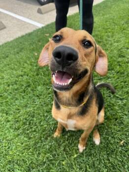 Beagle Dogs Available for Adoption in Houston, Texas - Charlie | PetCurious