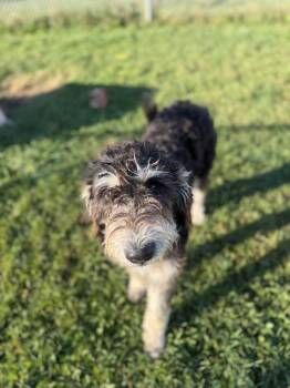 Kingston -  Bernedoodle Dog for Adoption in Mineral Point, Wisconsin - Kingston | PetCurious