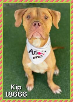 Hound and Dogue De Bordeaux Dogs Available for Adoption in Marietta, Georgia - KIP | PetCurious