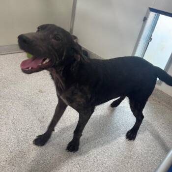 Black Labrador Retriever and German Shepherd Dog Dogs Available for Adoption in Pineville, Missouri - Baker | PetCurious