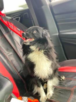 Sindy -  Pomeranian Dog for Adoption in Lewistown, Pennsylvania - Sindy | PetCurious