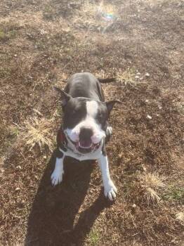 American Bully Dogs Available for Adoption - Bruce | PetCurious