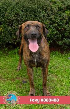 Foxy -  Black Mouth Cur Dog for Adoption in Mobile, Alabama - Foxy | PetCurious