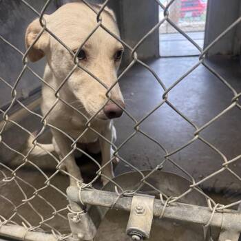 Zoe -  Labrador Retriever Dog for Adoption in Carlin, Nevada - Zoe | PetCurious