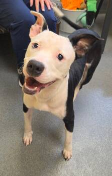 Tia -  American Staffordshire Terrier Dog for Adoption in Amherst, Virginia - Tia | PetCurious
