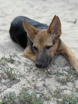 Rescue German Shepherd Dog Dogs for Adoption in Luling, Texas - Valor | PetCurious