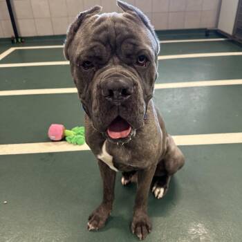 Mixed Breed Dogs Available for Adoption in Oak Brook, Illinois - Yeti | PetCurious