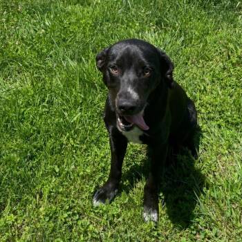 Black Labrador Retriever Dogs Available for Adoption in Maysville, Kentucky - Courage | PetCurious