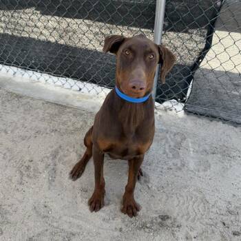 Doberman Pinscher and Mixed Breed Dogs Available for Adoption in Thousand Palms, California - TRUNKS | PetCurious