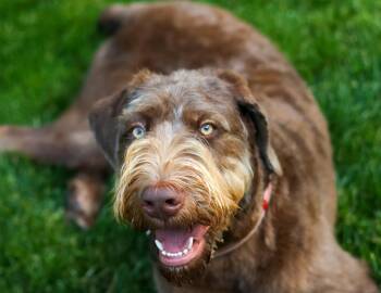 Standard Poodle and Labrador Retriever Dogs Available for Adoption in Milton, Georgia - Charlee Bucket | PetCurious
