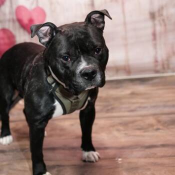 Hershey -  Mixed Breed Dog for Adoption in Plainfield, Illinois - Hershey | PetCurious