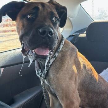 Buddy -  Cane Corso Dog for Adoption in Yucca Valley, California - Buddy | PetCurious