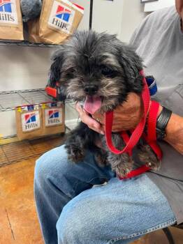 Rusty -  Shih Tzu Dog for Adoption in Fair Play, Missouri - Rusty | PetCurious