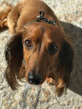 Fritz -  Dachshund Dog for Adoption in Portland, Oregon - Fritz | PetCurious