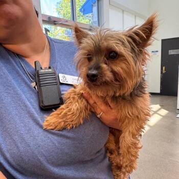 YORK-Stray-16546 -  Yorkshire Terrier Dog for Adoption in York, Pennsylvania - YORK-Stray-16546 | PetCurious
