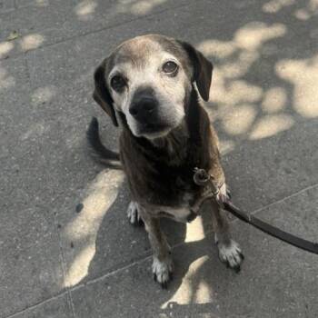 Lucky -  Beagle and Chihuahua Dog for Adoption in Los Angeles, California - Lucky | PetCurious