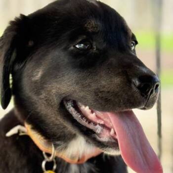 Collie and Labrador Retriever Dogs Available for Adoption - Heaven | PetCurious