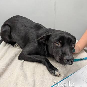 Giselle -  Terrier and Black Labrador Retriever Dog for Adoption in St. Augustine, Florida - Giselle | PetCurious