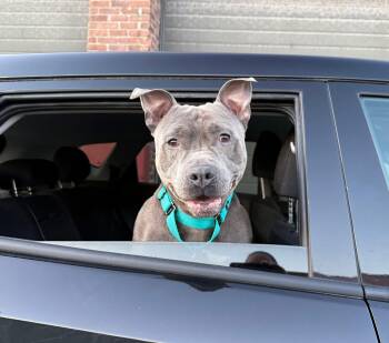 American Staffordshire Terrier Dogs Available for Adoption in Waterford, New York - Chunks | PetCurious