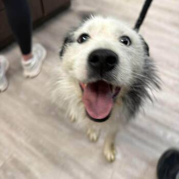 Mixed Breed Dogs Available for Adoption - Maverick | PetCurious