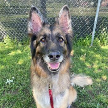 Arlo -  Mixed Breed Dog for Adoption in Oshkosh, Wisconsin - Arlo | PetCurious