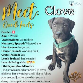 Labrador Retriever Dogs Available for Adoption - Clove | PetCurious