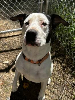 Tank -  Mixed Breed Dog for Adoption in Reisterstown, Maryland - Tank | PetCurious