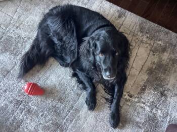 Labrador Retriever Dogs Available for Adoption - Leon | PetCurious