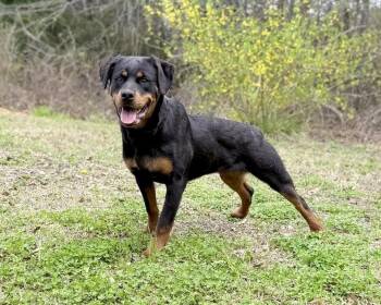 Rottweiler Dogs Available for Adoption - SIMONE | PetCurious