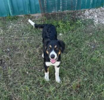 Kip -  Australian Shepherd Dog for Adoption in Boulder, Colorado - Kip | PetCurious