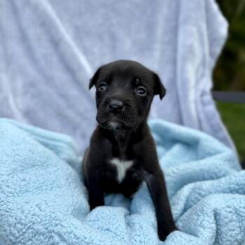 Catahoula Leopard Dog and Mixed Breed Dogs Available for Adoption in Jupiter, Florida - Dublin | PetCurious