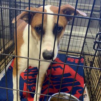 Labrador Retriever Dogs Available for Adoption in Tupelo, Mississippi - Ralphie - 101709T | PetCurious