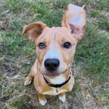 Isla -  Yellow Labrador Retriever Dog for Adoption in Portland, Oregon - Isla | PetCurious