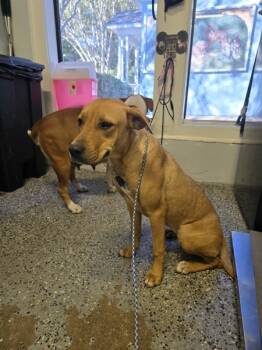 Rescue Pit Bull Terrier Dogs for Adoption in Mobile, Alabama - Merle | PetCurious