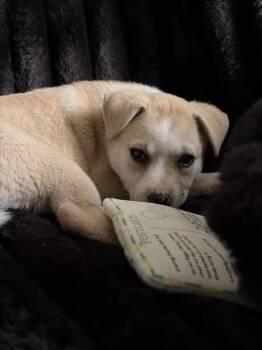 Ivy -  Husky and Mixed Breed Dog Available for Adoption in Indian Springs Village, Alabama - Ivy | PetCurious
